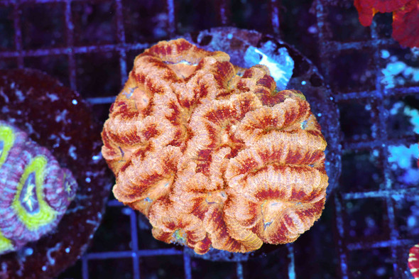 Peach Cobbler Asian Acan WYSIWYG - SAQ Coral Farm