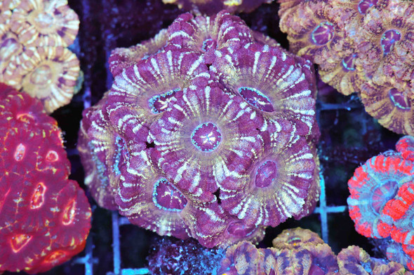 Purple Poison Asian Acan WYSIWYG - SAQ Coral Farm