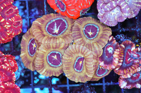 Bog Monster Asian Acan WYSIWYG - SAQ Coral Farm