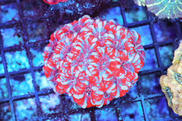 Peppermint Splatter Asian Acan WYSIWYG - SAQ Coral Farm