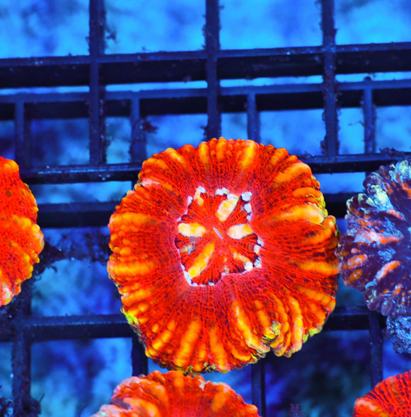 Ignited Button Scoly WYSIWYG - SAQ Coral Farm