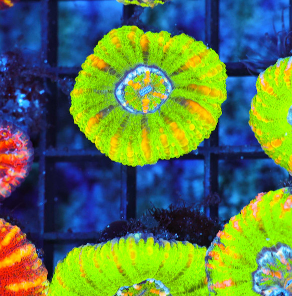 Green Apple Button Scoly WYSIWYG - SAQ Coral Farm