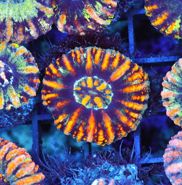 Tiger Button Scoly WYSIWYG A1 - SAQ Coral Farm