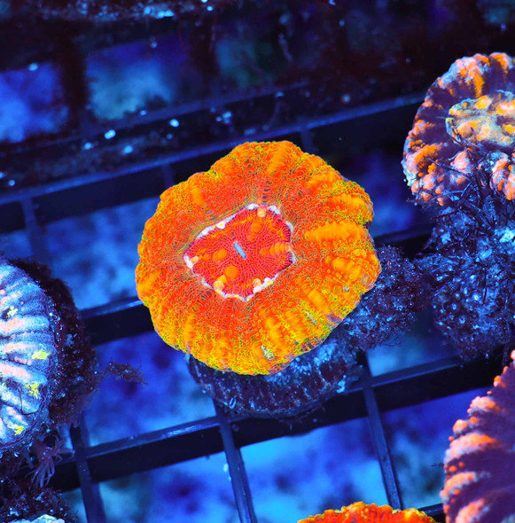 ULTRA Sunburst Button Scoly WYSIWYG - SAQ Coral Farm