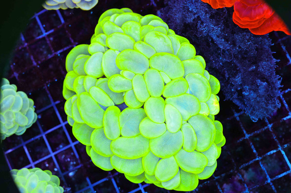Neon Green Bubble Coral Colony WYSIWYG B1 - SAQ Coral Farm