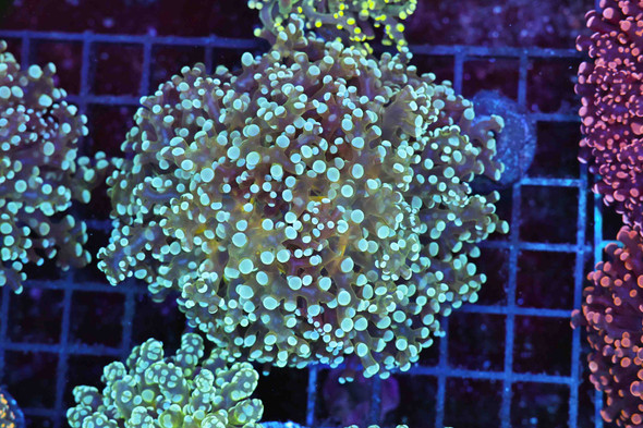 Teal Frogspawn Colony WYSIWYG - SAQ Coral Farm