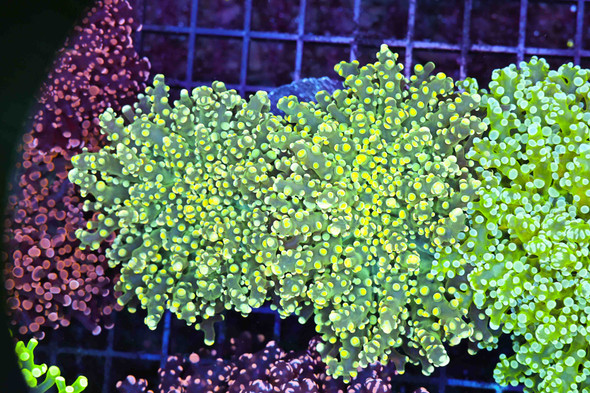 Yellow Green Frogspawn WYSIWYG - SAQ Coral Farm