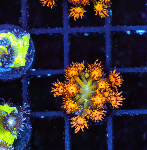 Inferno Lime Juice Goniopora WYSIWYG - SAQ Coral Farm