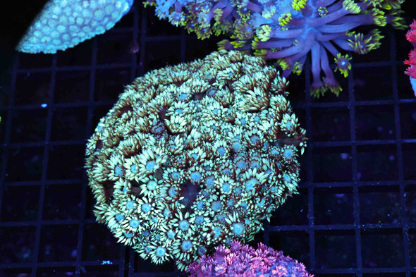 Mint Green Goniopora Colony WYSIWYG - SAQ Coral Farm
