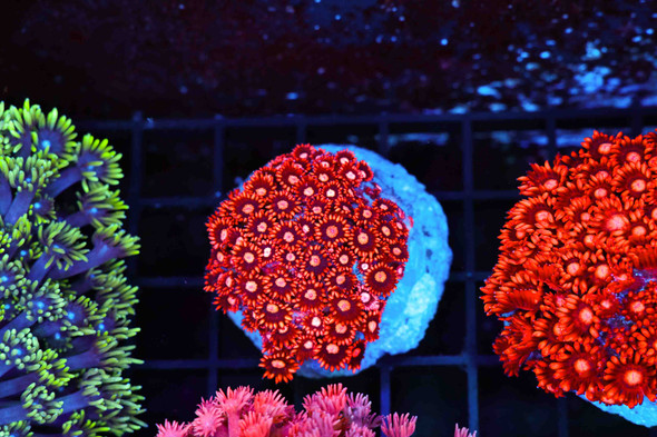 Red Daisy Goniopora WYSIWYG - SAQ Coral Farm