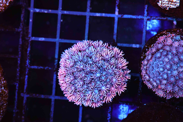 Cotton Candy Goniopora WYSIWYG - SAQ Coral Farm