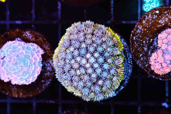 Blue Lemonade Goniopora WYSIWYG A1 - SAQ Coral Farm