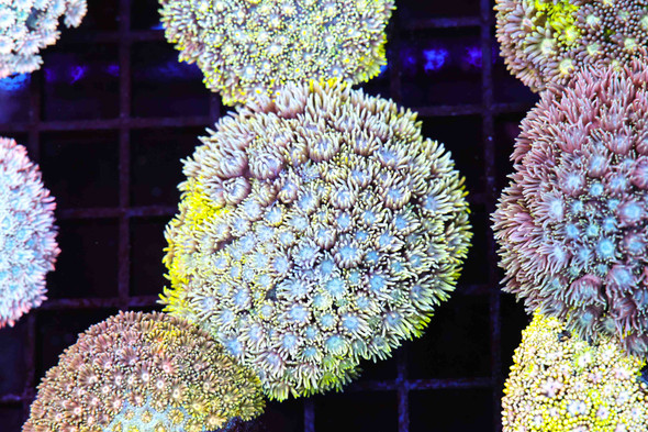 Blue Lemonade Goniopora WYSIWYG A3 - SAQ Coral Farm