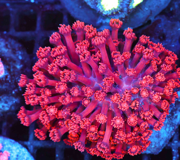 Magenta Goniopora Colony WYSIWYG - SAQ Coral Farm