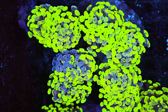 Green Splatter Hammer Colony WYSIWYG - SAQ Coral Farm