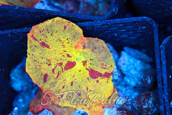 Jawbreaker Discosoma Mushroom WYSIWYG C1 - SAQ Coral Farm