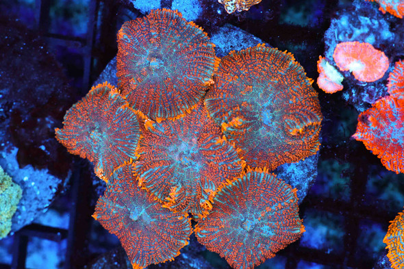 Orange Rhodactis Mushroom Colony WYSIWYG CC1 - SAQ Coral Farm