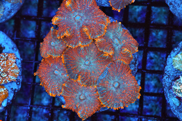 Orange Rhodactis Mushroom Colony WYSIWYG CC2 - SAQ Coral Farm