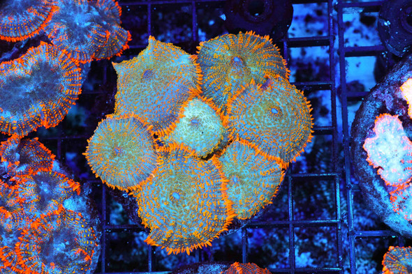 Turquoise Orange Rhodactis Mushroom Colony WYSIWYG A2 - SAQ Coral Farm