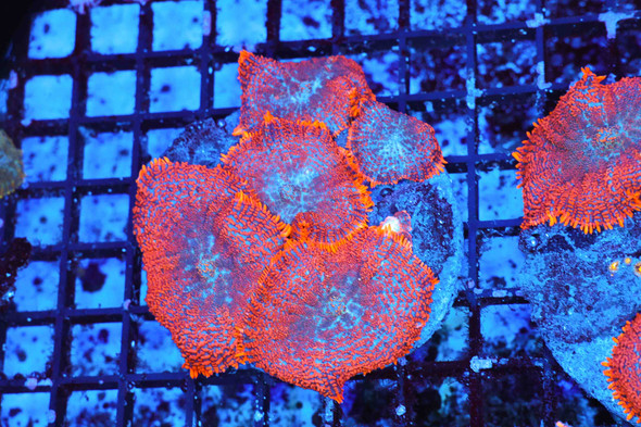 Orange Rhodactis Mushroom Colony WYSIWYG CC4 - SAQ Coral Farm