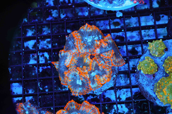 Orange Rhodactis Mushroom Colony WYSIWYG CC5 - SAQ Coral Farm