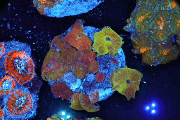 Discosoma Mushroom Colony Rock WYSIWYG A3 - SAQ Coral Farm