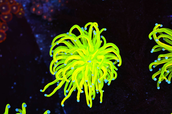 Holy Grail Torch WYSIWYG A1 - SAQ Coral Farm