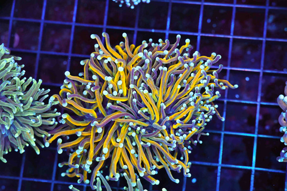 Blue Tip Gold Torch Colony WYSIWYG - SAQ Coral Farm