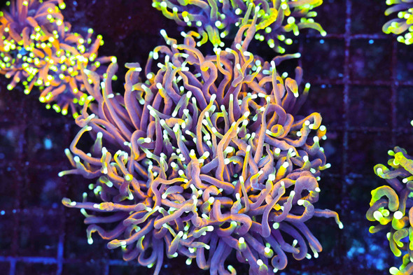 Dragon Soul Gold Torch Colony WYSIWYG - SAQ Coral Farm