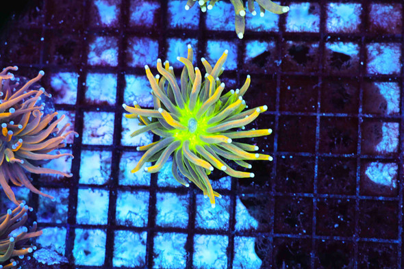 Infused Holy Grail Torch WYSIWYG - SAQ Coral Farm