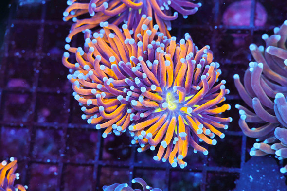 Gold Purple Streak Torch WYSIWYG - SAQ Coral Farm