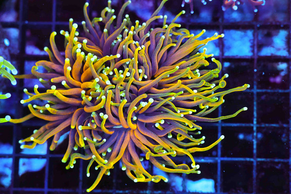 Dragon Soul Torch WYSIWYG A1 - SAQ Coral Farm