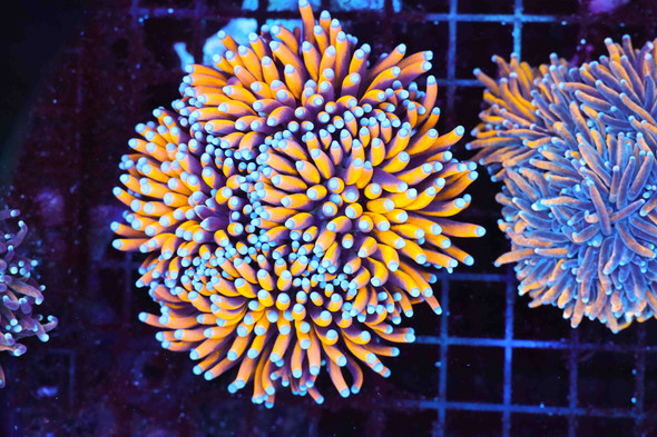 Purple Golden Noodle Torch Colony WYSIWYG - SAQ Coral Farm