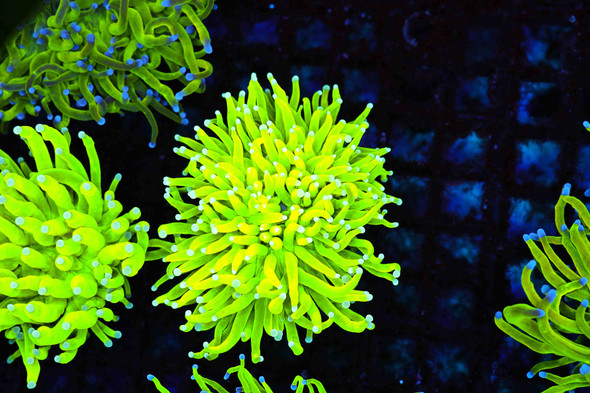 ULTRA Holy Grail Torch WYSIWYG - SAQ Coral Farm