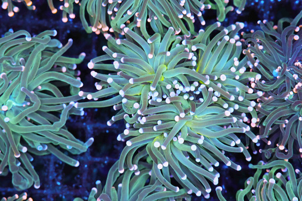 Teal Blue Torch Coral  - SAQ Coral Farm