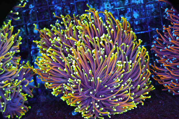 Ignited Dragon Soul Torch Colony WYSIWYG A3 - SAQ Coral Farm