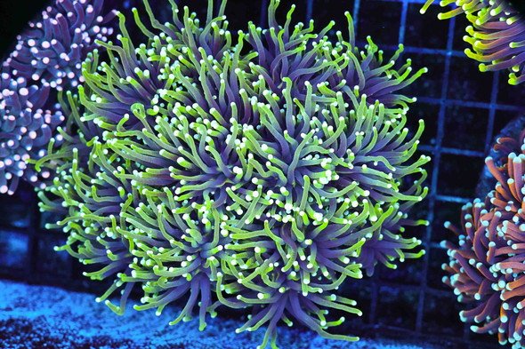 Large Green Torch Colony WYSIWYG - SAQ Coral Farm