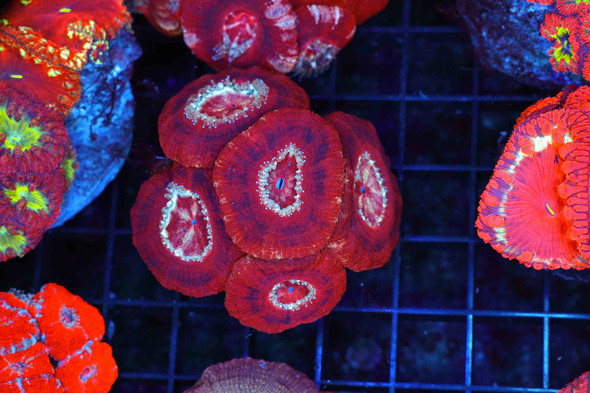 Burgundy Asian Acan WYSIWYG - SAQ Coral Farm