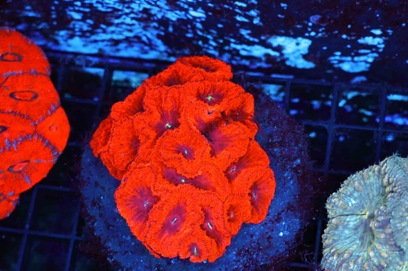 Blood Pool Blasto Colony WYSIWYG - SAQ Coral Farm