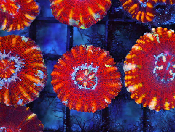 Red Button Scoly WYSIWYG - SAQ Coral Farm