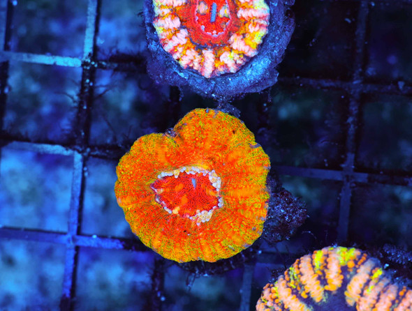 ULTRA Hyper Beam Button Scoly WYSIWYG - SAQ Coral Farm