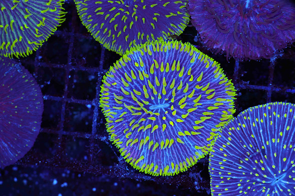 Blue Plate Coral Green Tentacles WYSIWYG - SAQ Coral Farm