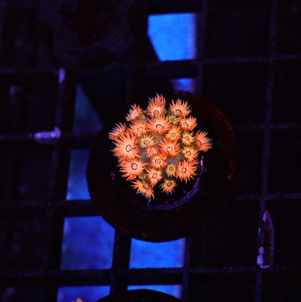 Firecracker Goniopora WYSIWYG - SAQ Coral Farm
