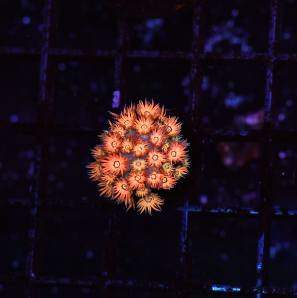 Firecracker Goniopora WYSIWYG A8 - SAQ Coral Farm