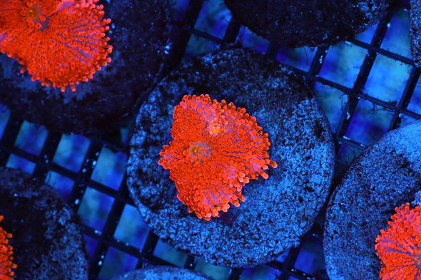Orange Ricordea Yuma Mushroom WYSIWYG - SAQ Coral Farm