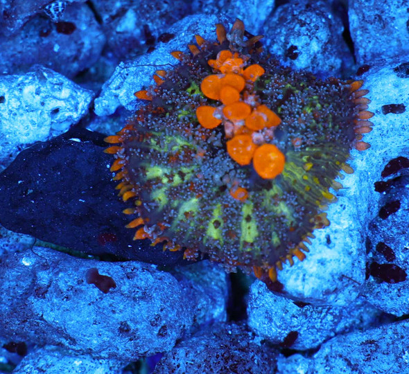 Sunkissed Bounce Mushroom WYSIWYG - SAQ Coral Farm