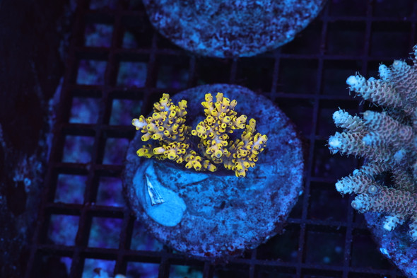 Yellow Acro Colony WYSIWYG - SAQ Coral Farm