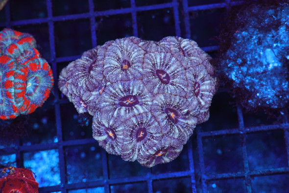 Meteor Asian Acan Colony WYSIWYG - SAQ Coral Farm