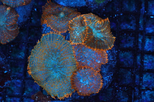 Orange And Teal Rhodactis Mushroom Colony Rock Coral WYSIWYG - SAQ Coral Farm