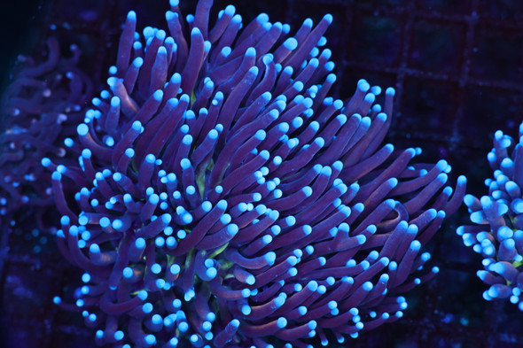 Blue Tip Purple Torch Coral Colony 4+ Heads WYSIWYG - SAQ Coral Farm